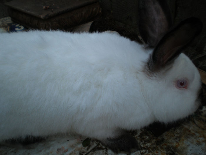 Mascul 15 luni-Vandut