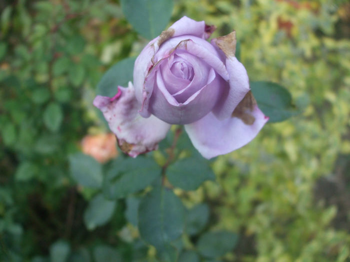 Mamie Blue
