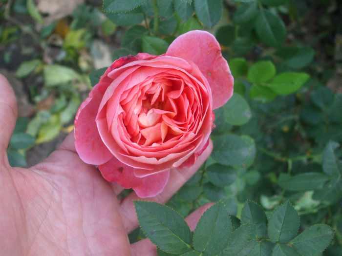 Souvenir de Lucien Massad