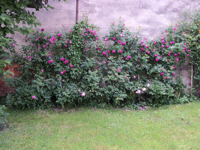 Rosa Damasceana