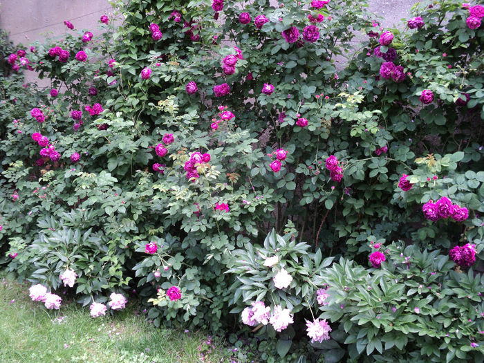 Rosa Damasceana - Damascena