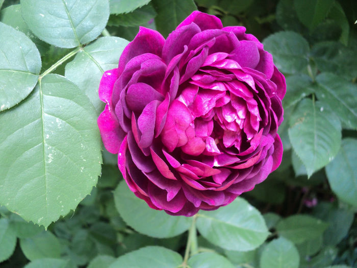 Rosa Damasceana - Damascena