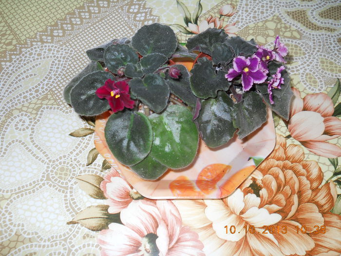 Tomahawk si Optimara EverLove