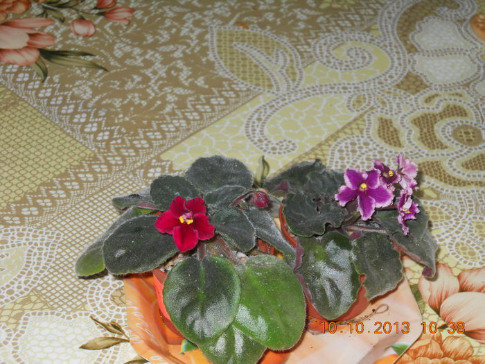 007 - OCTOMBRIE 2013