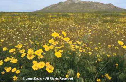 Coreopsis%20bigelovii