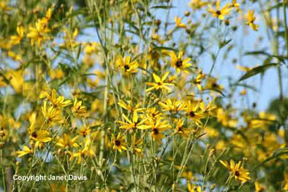 Coreopsis%20tripteris