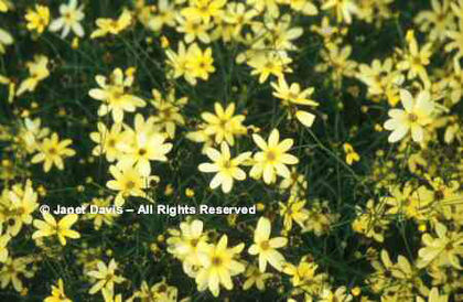 Coreopsis%20verticillata%20
