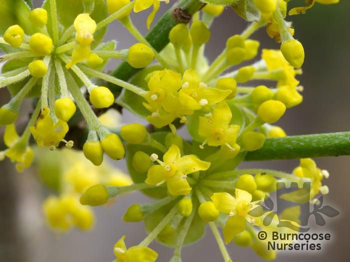cornus_mas_aurea_4472