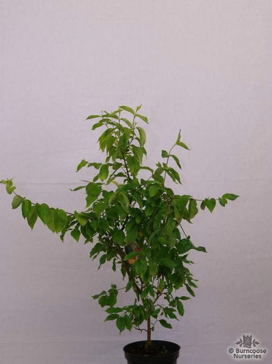 cornus_mas_aurea_4472~3