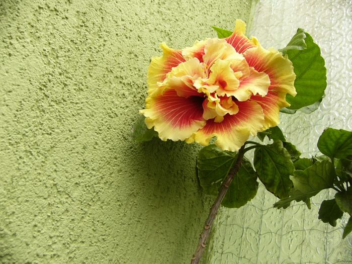 Tahitian Spotted Sun - Hibiscus