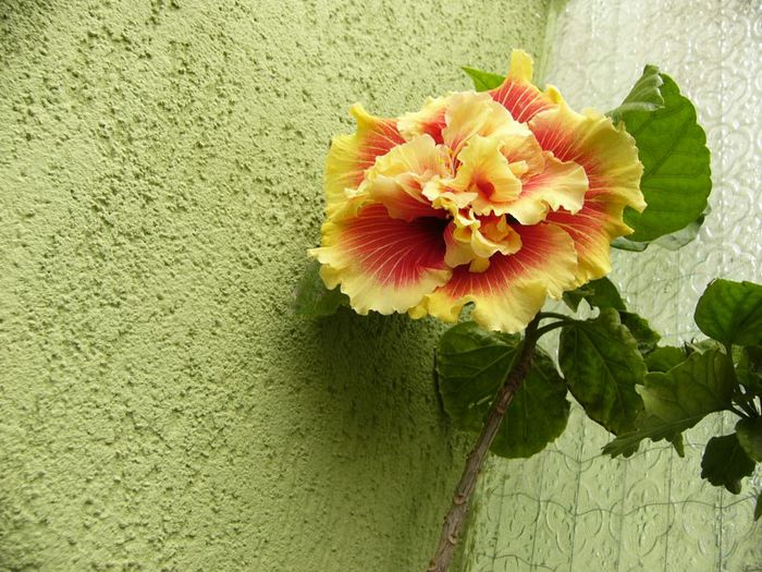 Tahitian Spotted Sun - Hibiscus