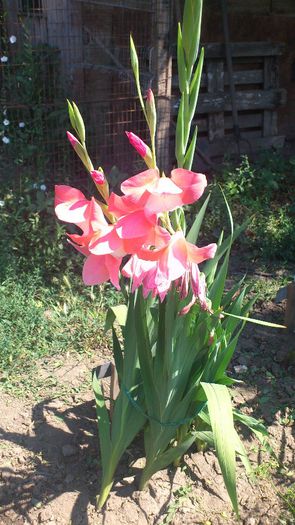 Gladiole (sem-luca) - Plante de Gradina