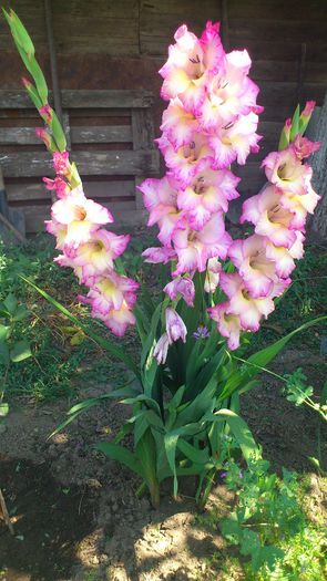 Gladiole3 - Plante de Gradina