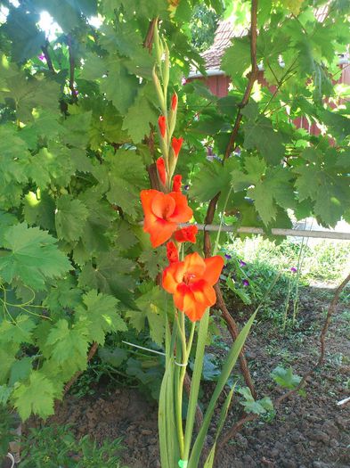 Gladiole4 - Plante de Gradina