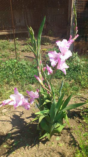 Gladiole5 - Plante de Gradina