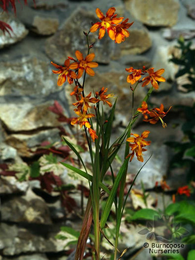 crocosmia_emily_mackenzie_1397~2