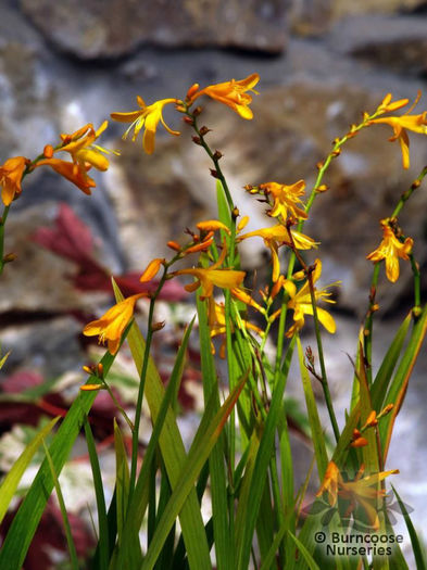 crocosmia_george_davidson_1398