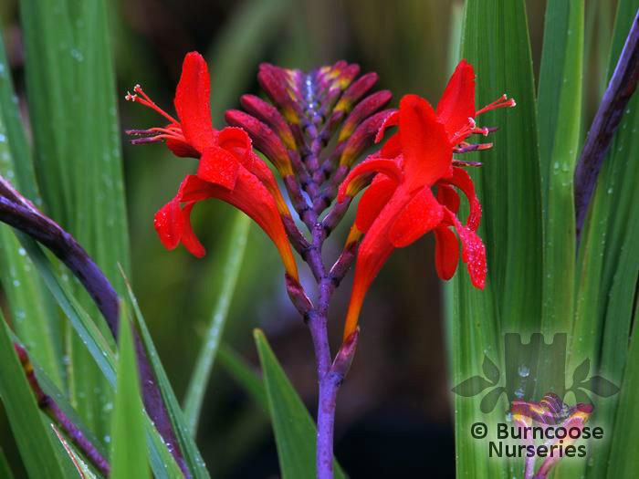 crocosmia_lucifer_1399