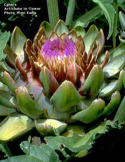 Cynara