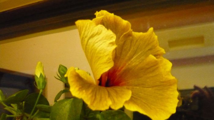 Picture 2975 - x 2013 hibiscus rosa sinesis 3
