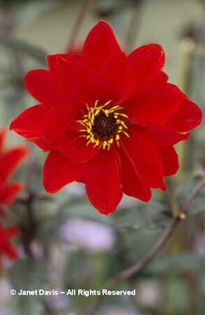 Dahlia%20