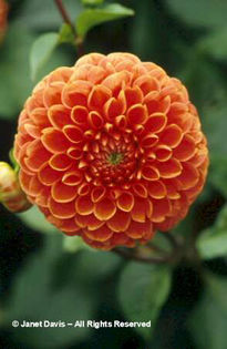 Dahlia%20