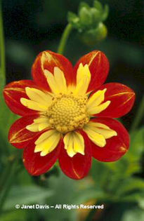Dahlia%20
