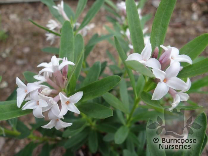 daphne_x_transatlantica_eternal_fragrance~1