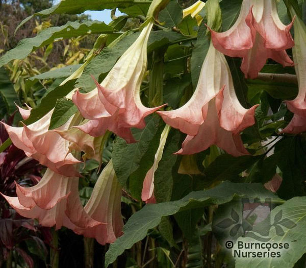 datura_pink_5215~2
