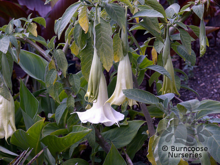 datura_white_5218~2a