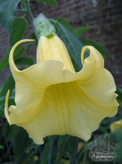 datura_yellow_5217