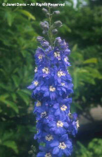 Delphinium%20'Connecticut%20Yankee'