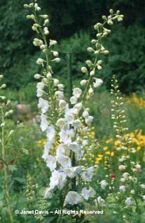 Delphinium%20