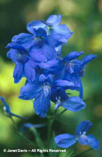 Delphinium%20grandiflorum%20