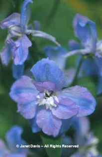 Delphinium%20