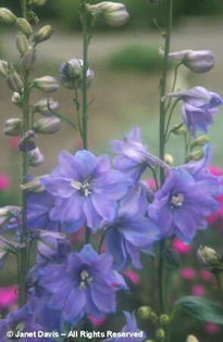 Delphinium%20