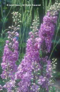 Delphinium%20