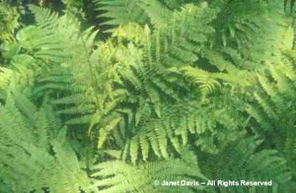 Dennstaedtia%20punctilobula