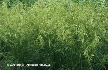 Deschampsia%20caespitosa%20