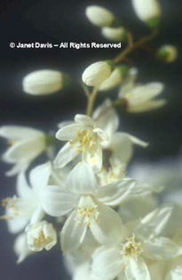 Deutzia%20gracilis