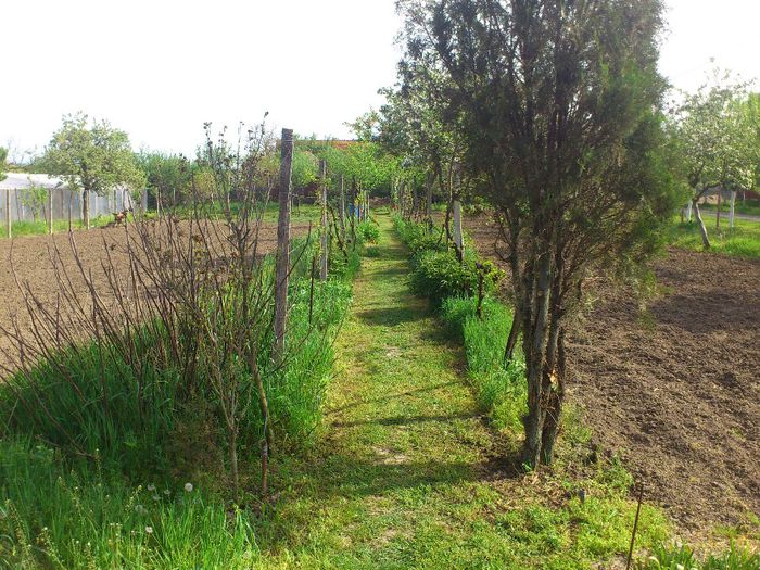 Cararea cea lunga - Plante de Gradina