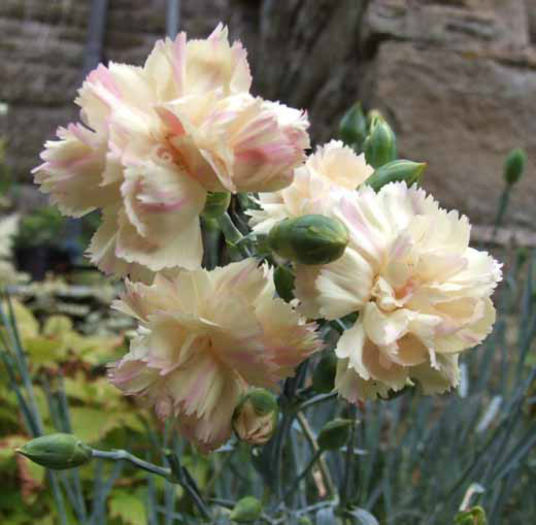 Dianthus%20