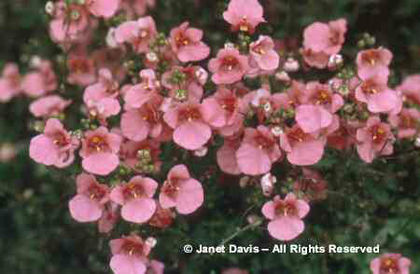 Diascia%20