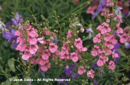 Diascia%20integerrima%20