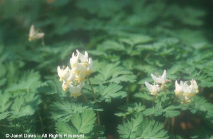 Dicentra%20cucullaria