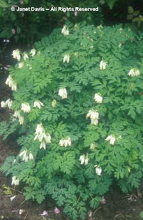 Dicentra%20eximia%20
