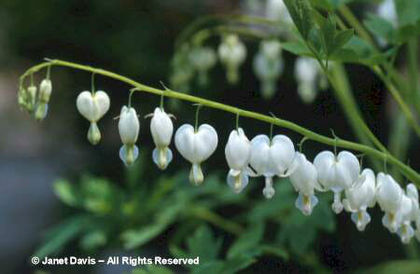 Dicentra%20spectabilis%20