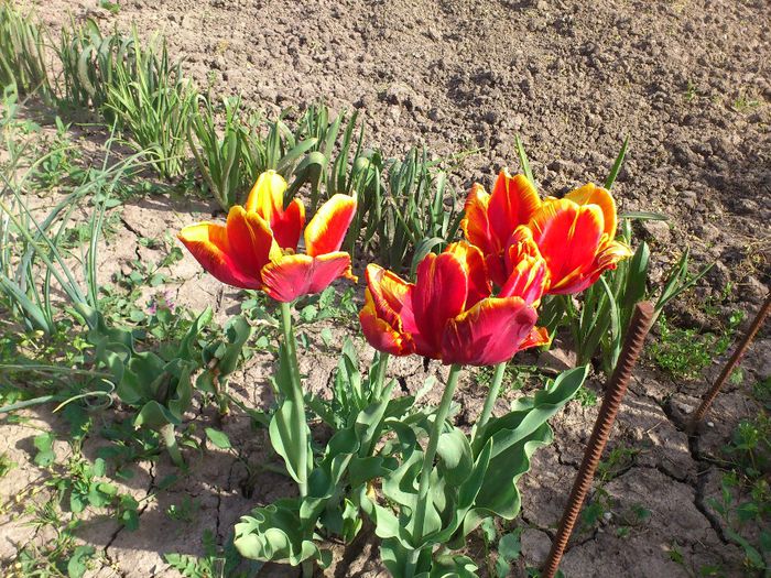 Beautiful tulips