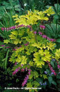 Dicentra%20spectabilis%20