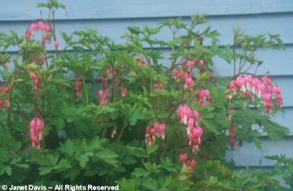 Dicentra spectabilis am gasit